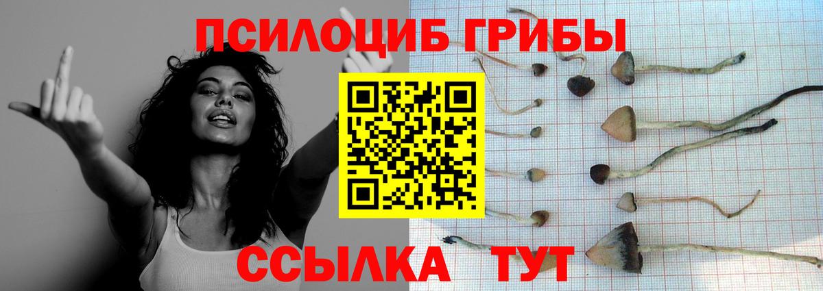 где найти наркотики  Вход с VPN  Камышин  Галлюциногенные грибы Cubensis 